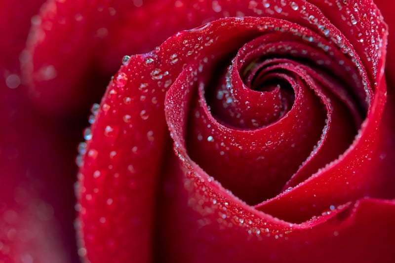 Garden Romance