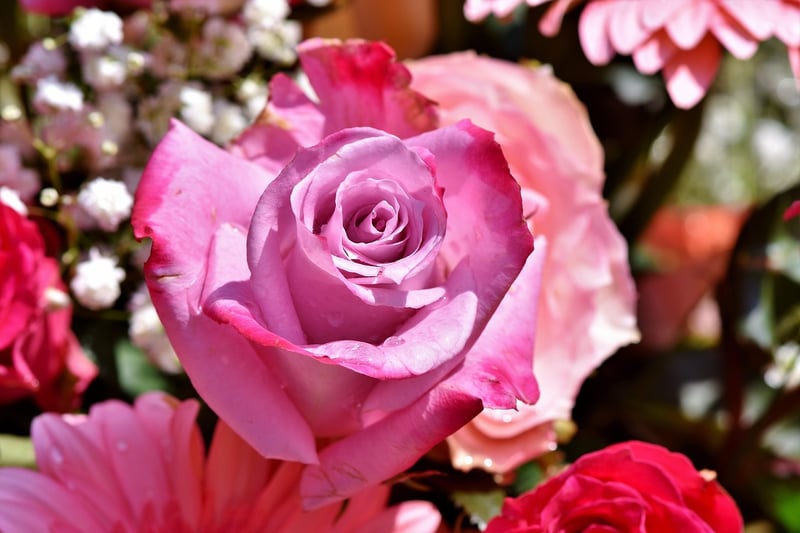 Blooming Garden