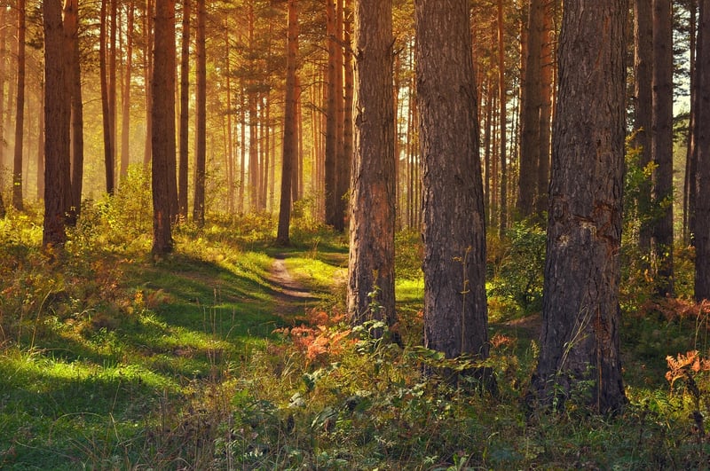 Enchanted Pathway
