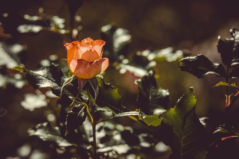 Garden Roses