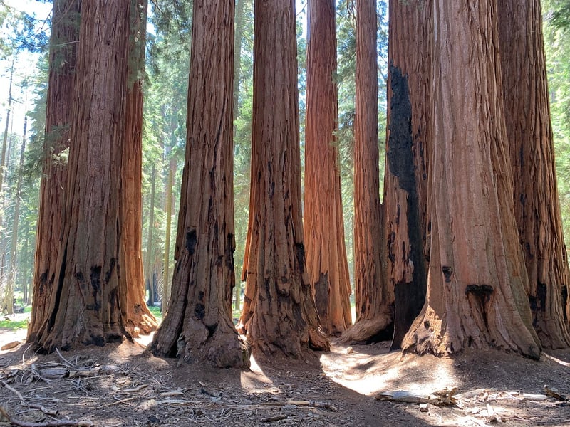Redwood Forest Wedding