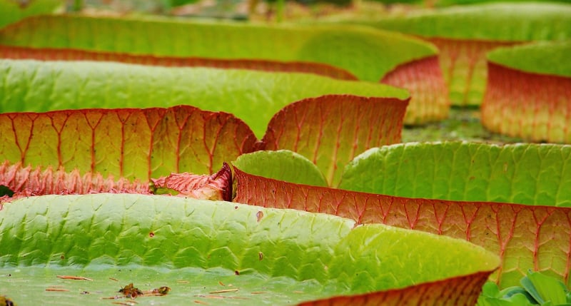 Water Lily Pond